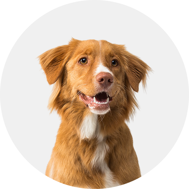 Pets & Animals